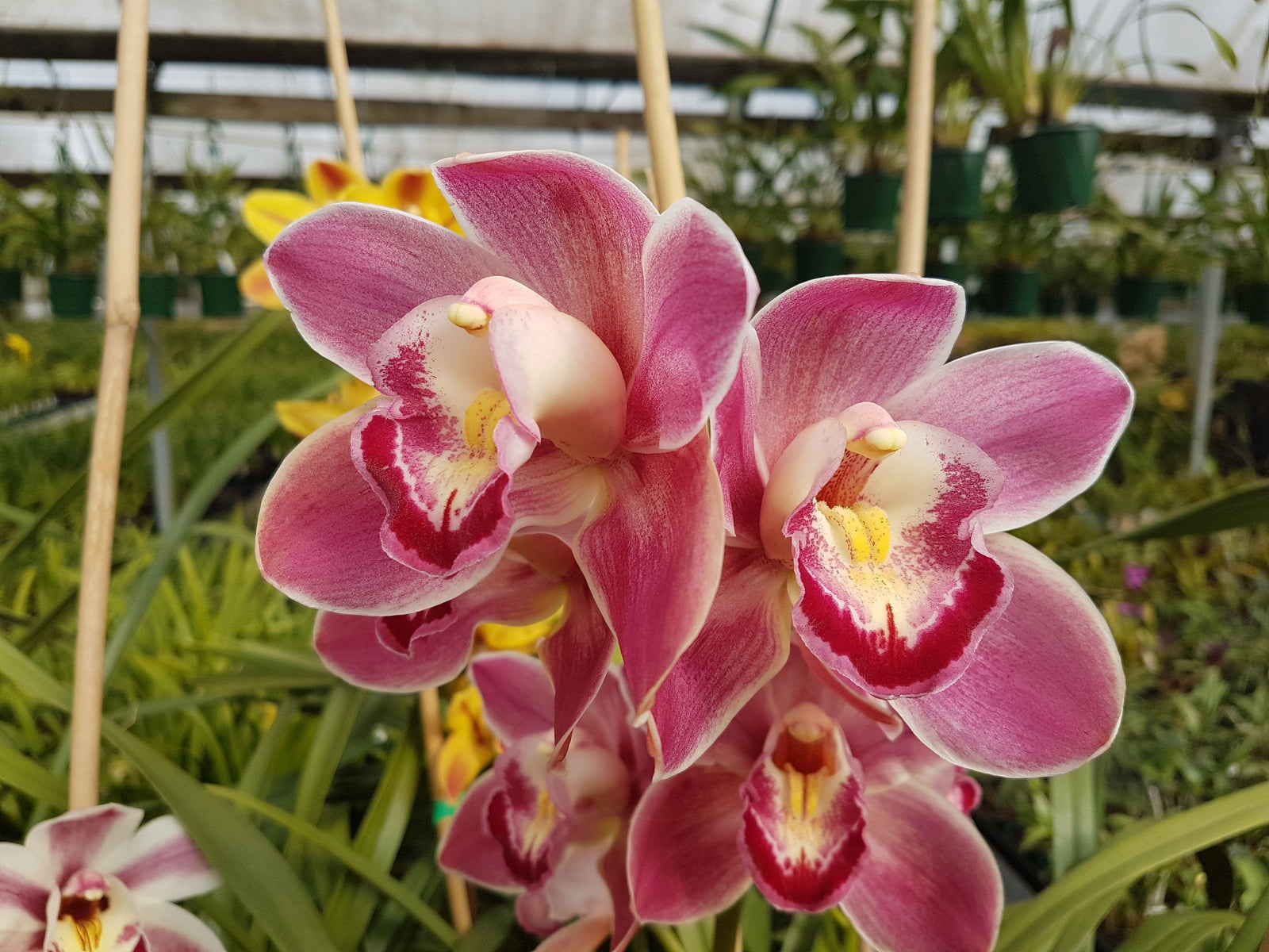 Cymbidium Peaches and Cream