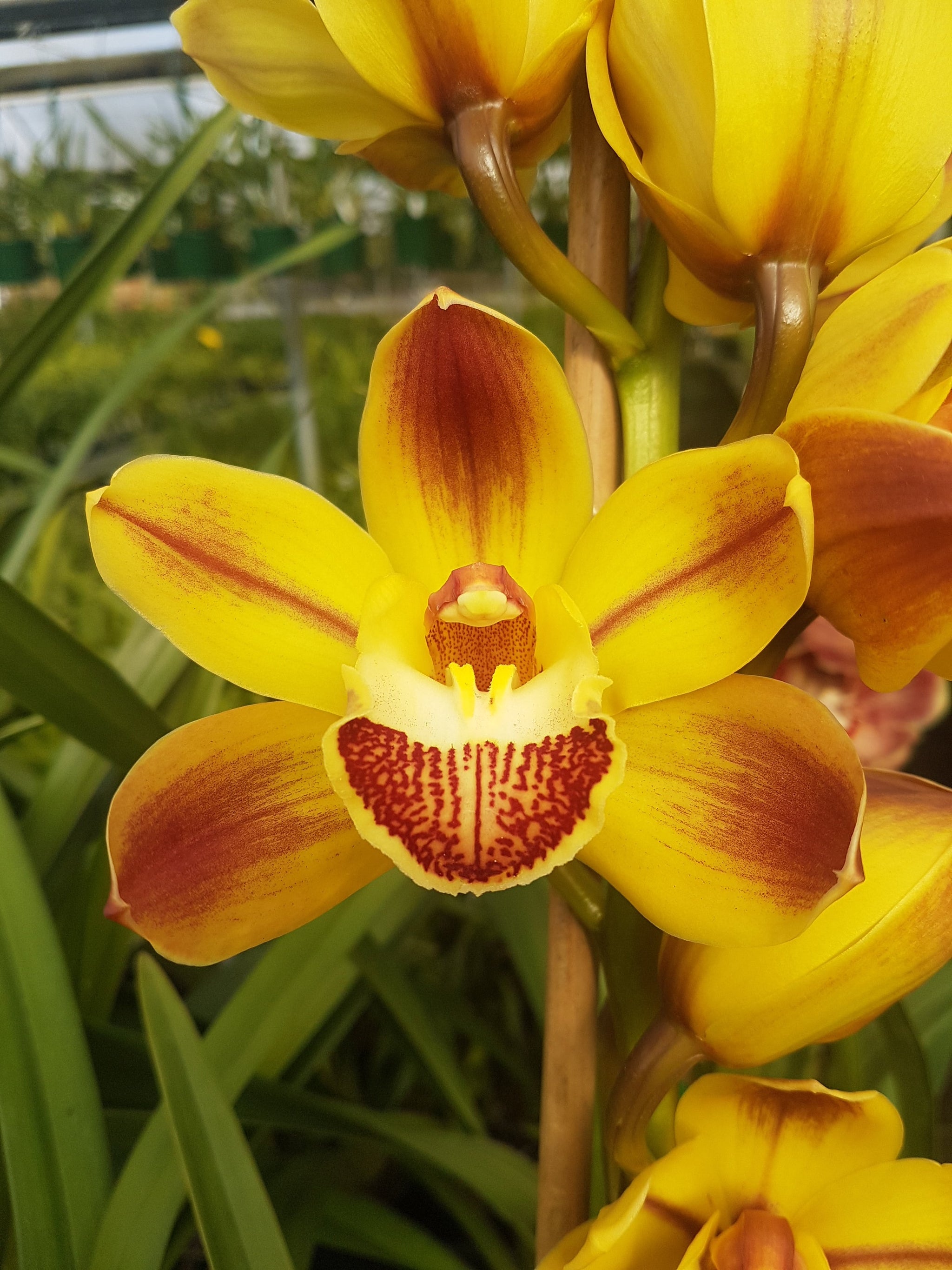 Cymbidium 'Everlasting'