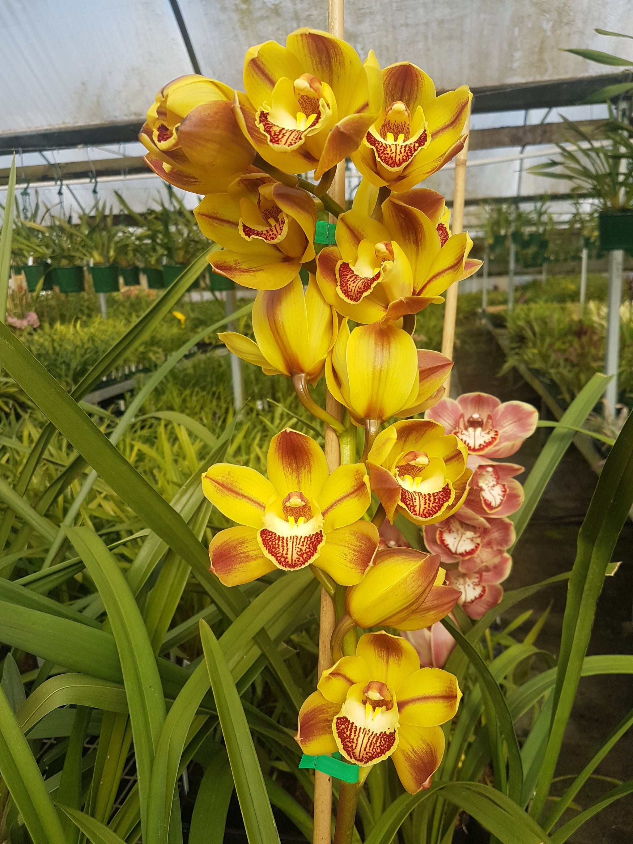 Cymbidium 'Everlasting'