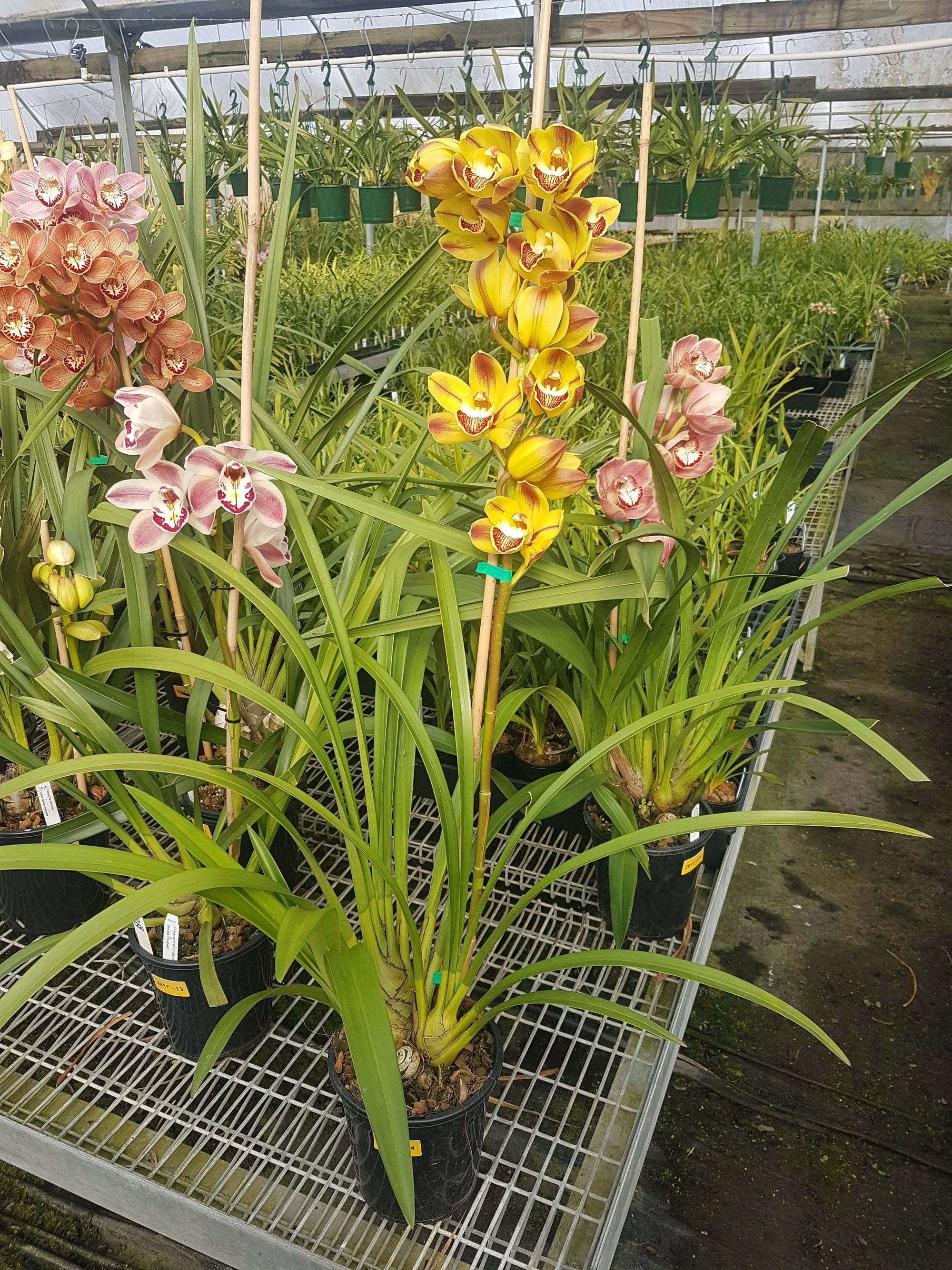 Cymbidium 'Everlasting'