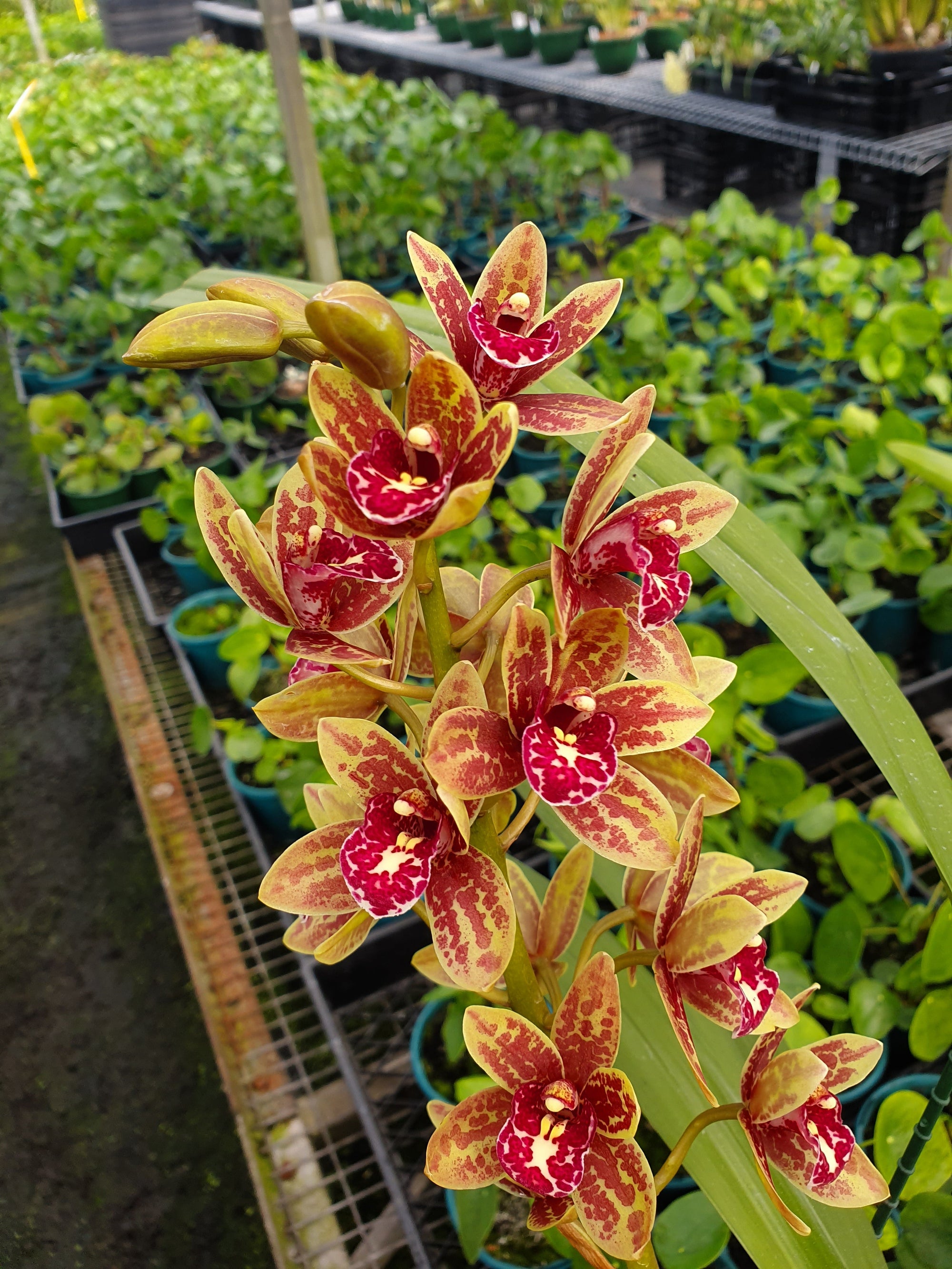 Cymbidium  Spark Sprite 'Sylvia' Semi Pendulous