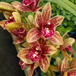 Cymbidium Spark Sprite 'Sylvia' Semi Pendulous