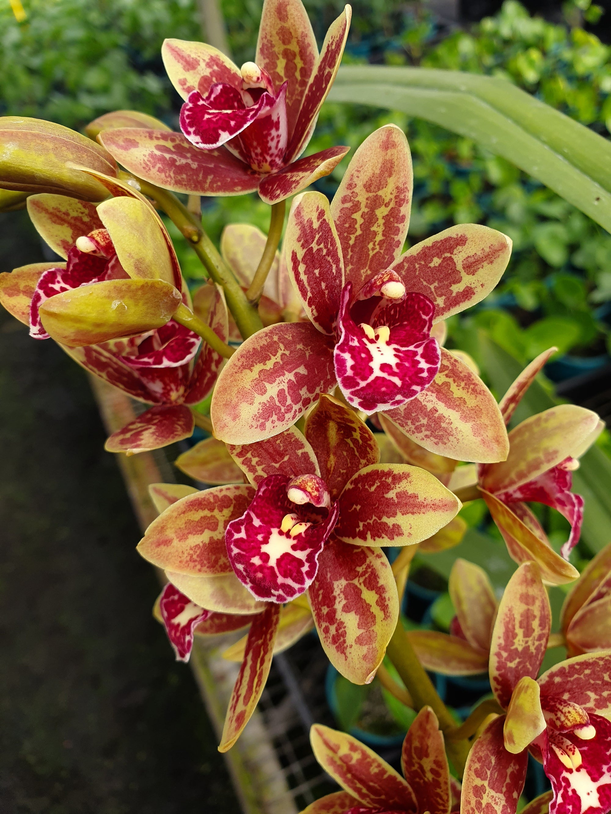 Cymbidium Spark Sprite 'Sylvia' Semi Pendulous