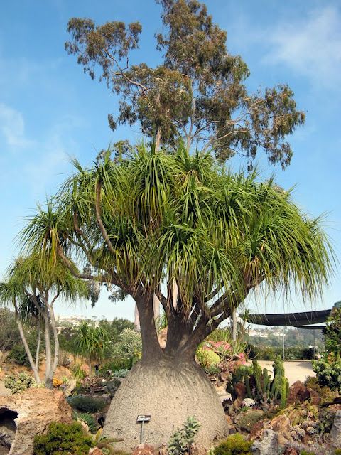 Beaucarnea recurvata 'Ponytail Palm'