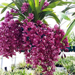 Cymbidium Kiwi Devonport 'Flying High'