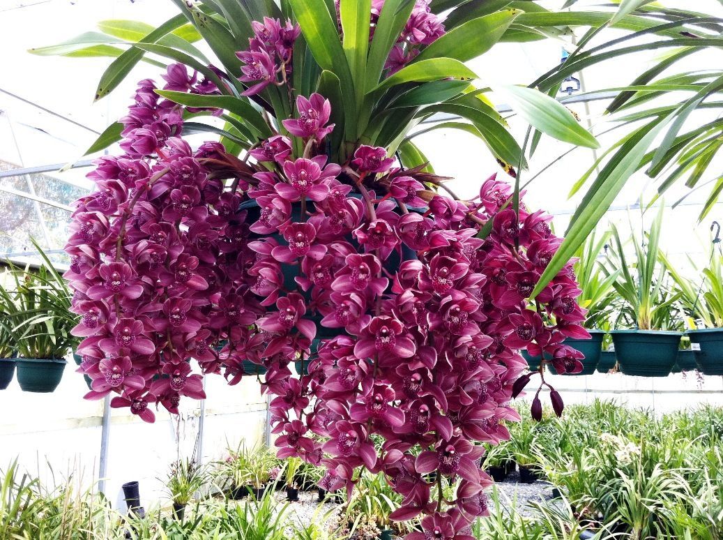 Cymbidium Kiwi Devonport 'Flying High'