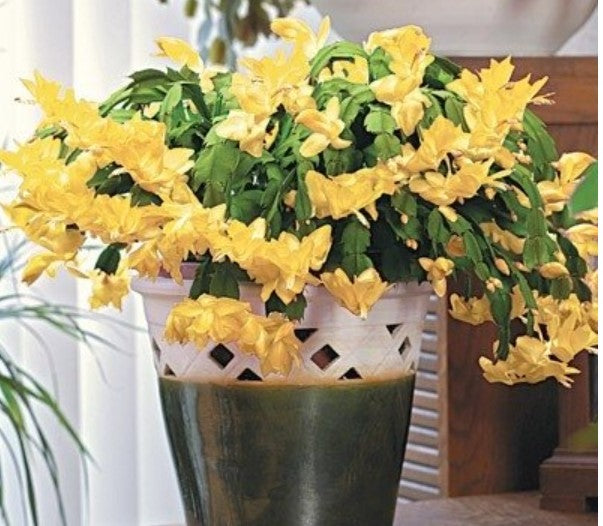 Zygocactus Schlumbergera 'Dutch Yellow' 66mm Pot