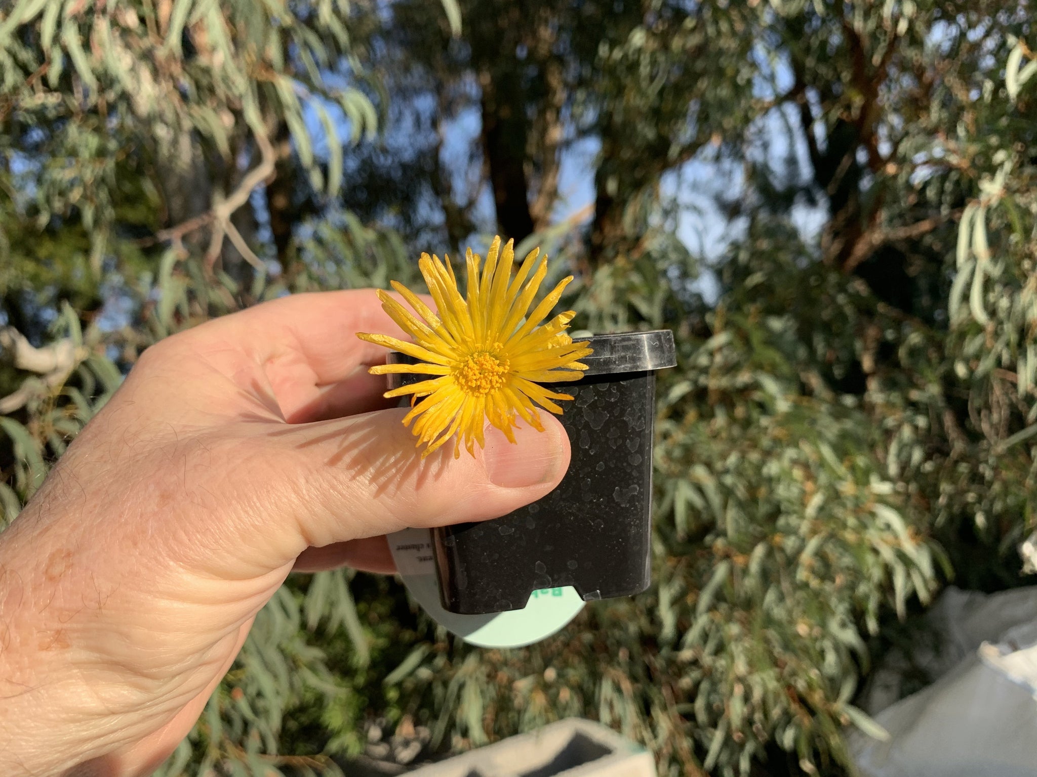 Fenestraria rhopalophylla 'Baby Toes' subs. aurantiaca