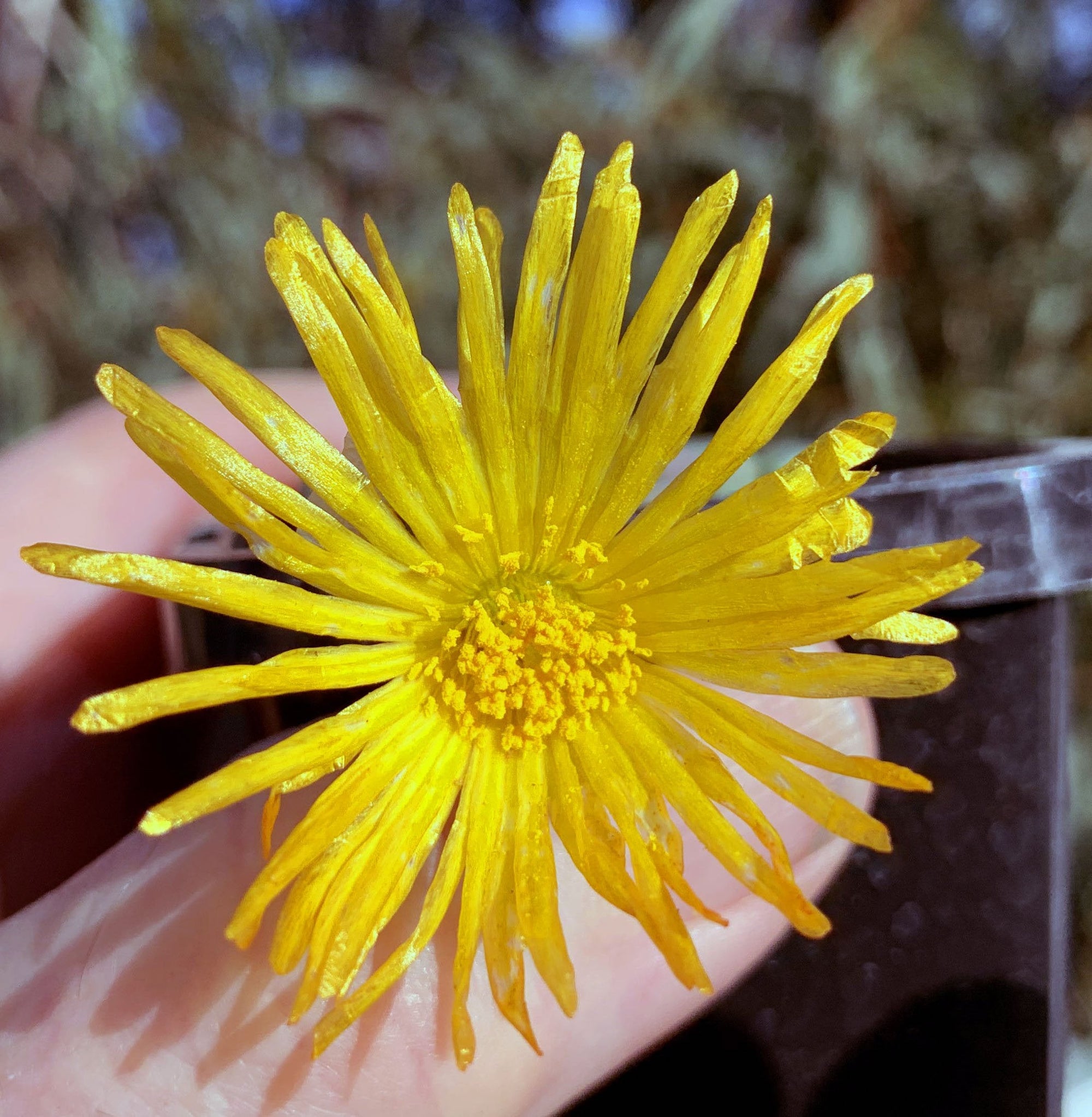 Fenestraria rhopalophylla 'Baby Toes' subs. aurantiaca