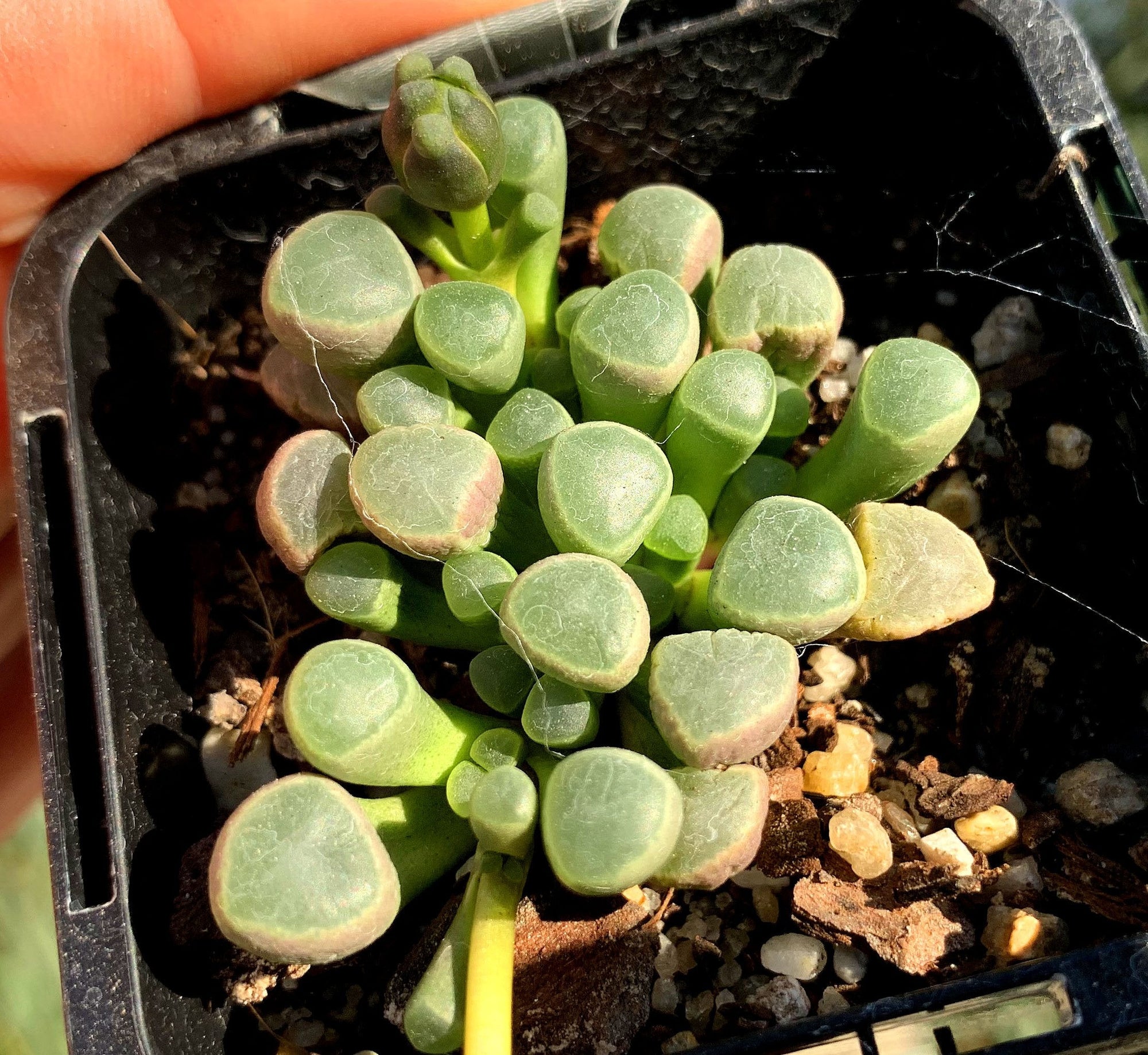 Fenestraria rhopalophylla 'Baby Toes' subs. aurantiaca