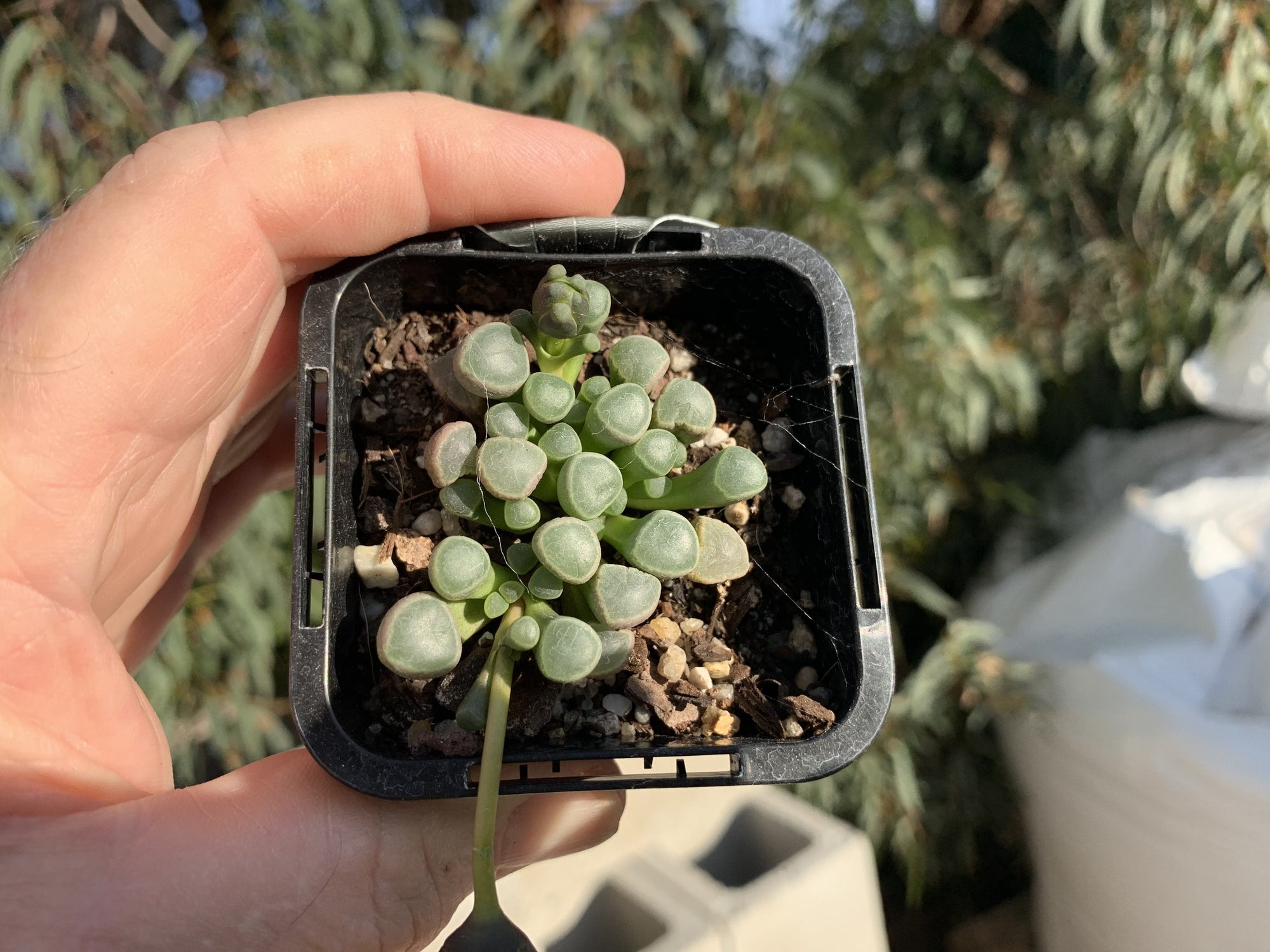 Fenestraria rhopalophylla subs. aurantiaca 'Baby Toes' 66mm Pot