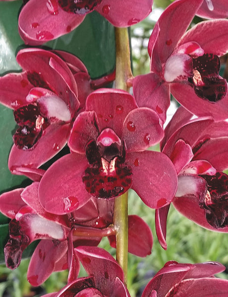 Cymbidium Itchycoo Park x Ruby Eyes  'Razzle Dazzle'