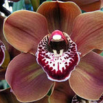 Cymbidium Khan Flame 'OC'