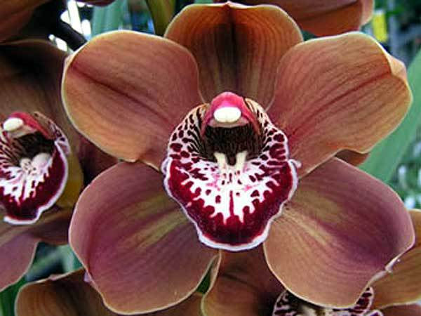 Cymbidium Khan Flame 'OC'
