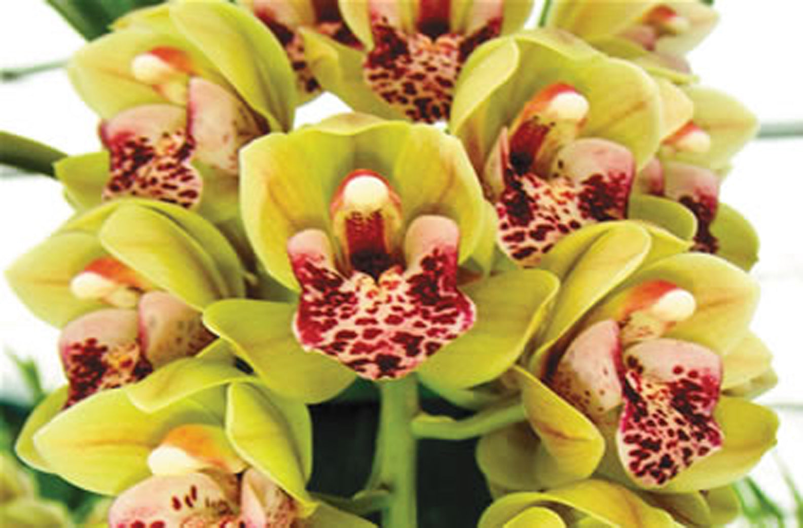 Cymbidium Mary Green 'Green Gables'