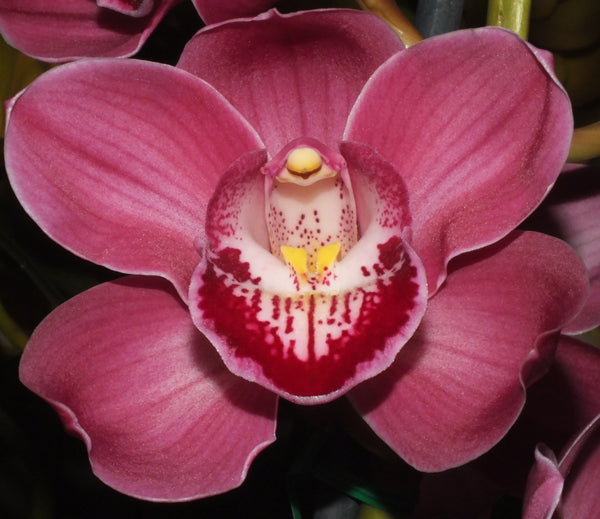 Cymbidium Ruby Anniversary 'Pink Surprise'