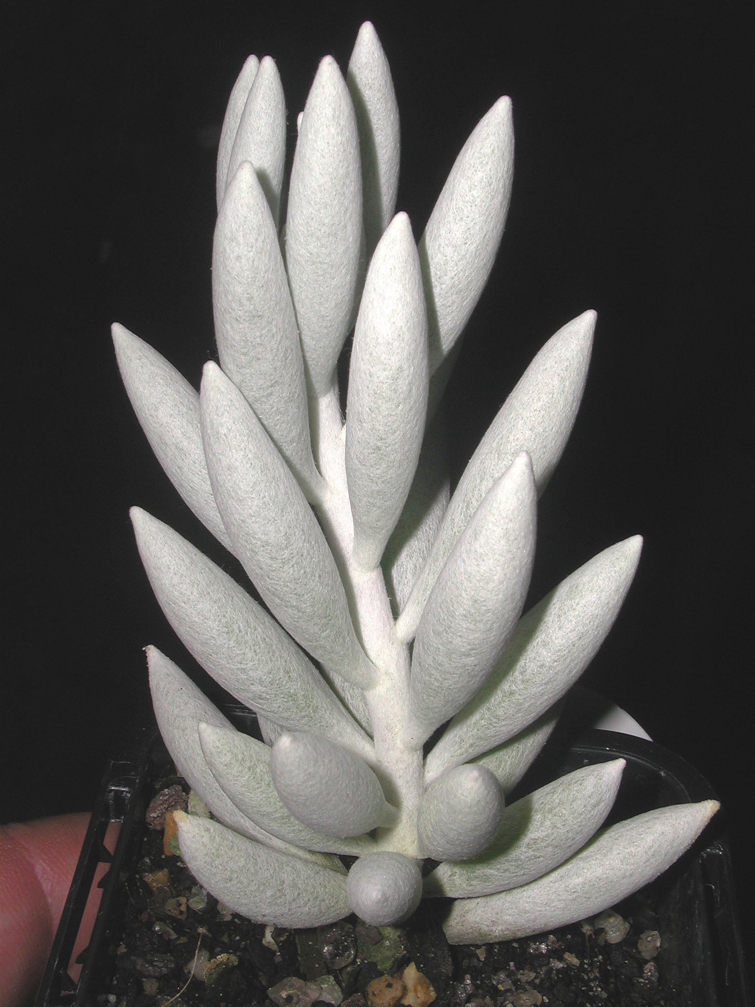 Senecio haworthii