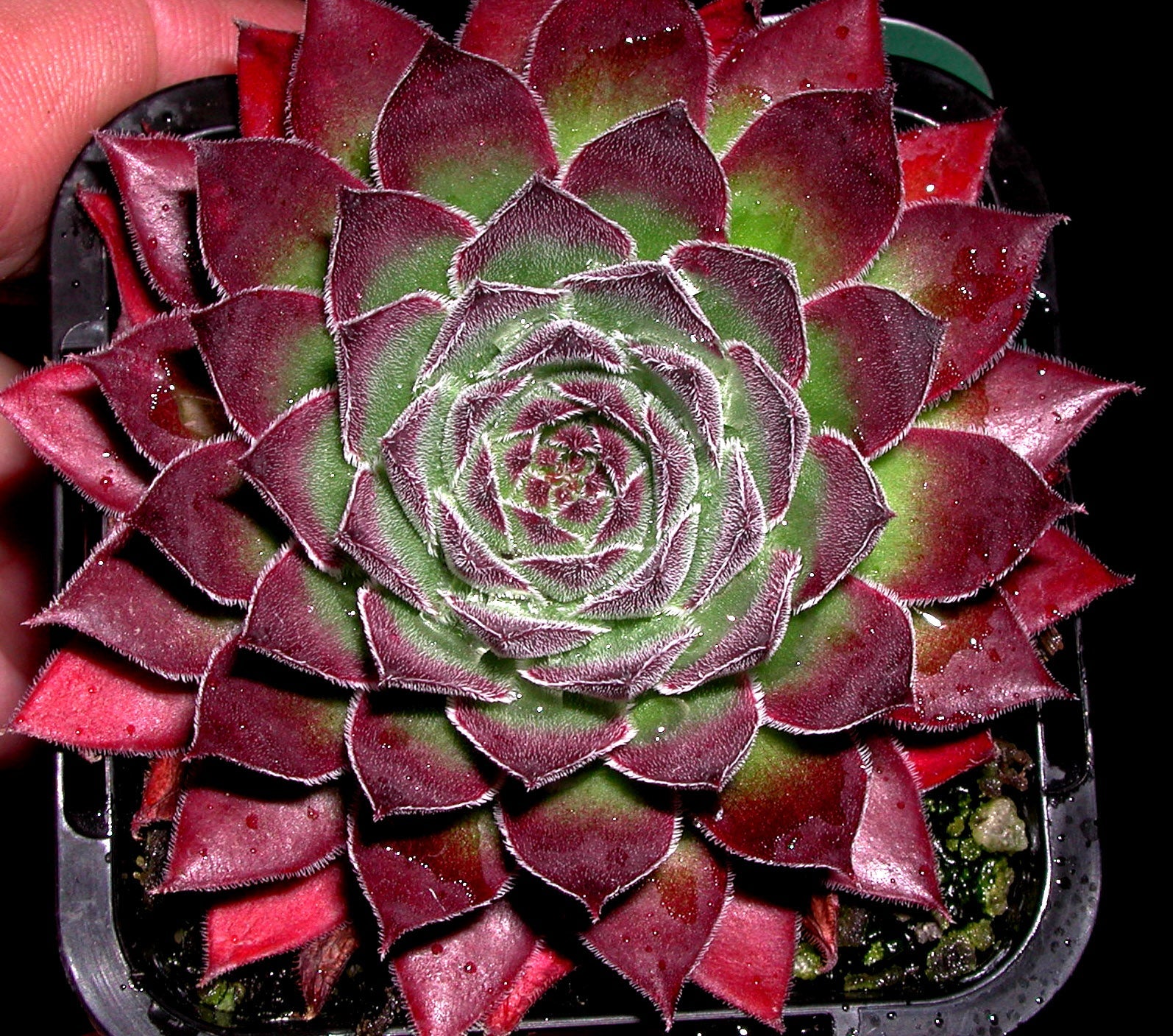 Sempervivum 'Garielle'