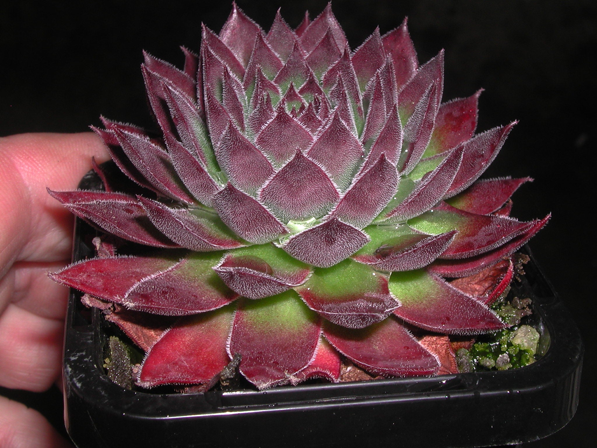 Sempervivum 'Garielle'