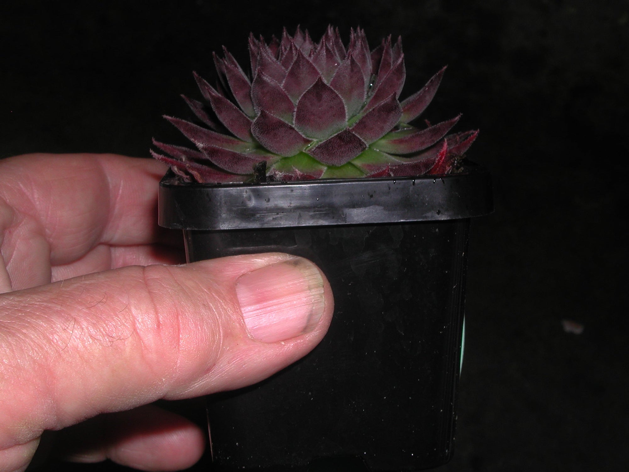 Sempervivum 'Garielle'