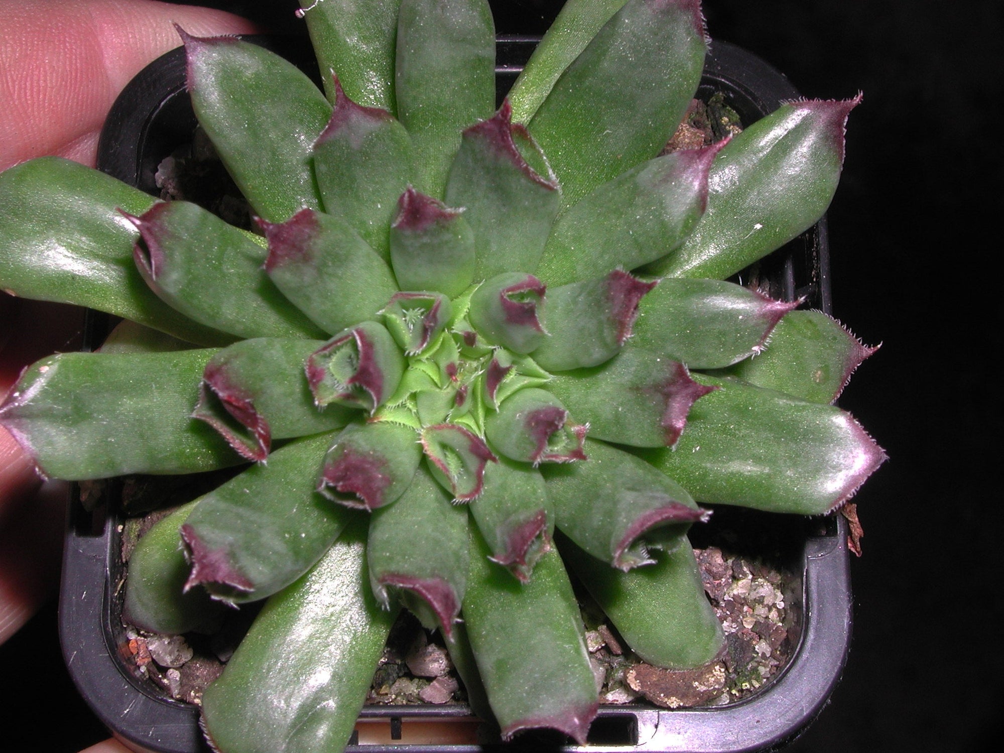 oddity succulent Sempervivum 'Oddity' – Collectors Online