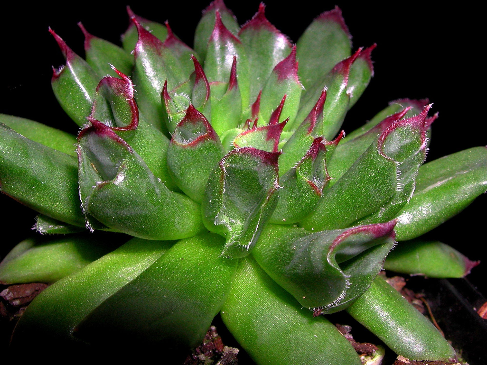 oddity succulent Sempervivum 'Oddity' – Collectors Online