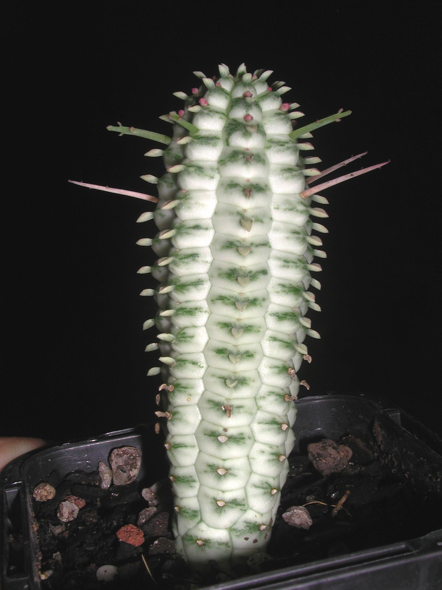 Euphorbia mammillaris 'Corn Cob' (WA Prohibited)