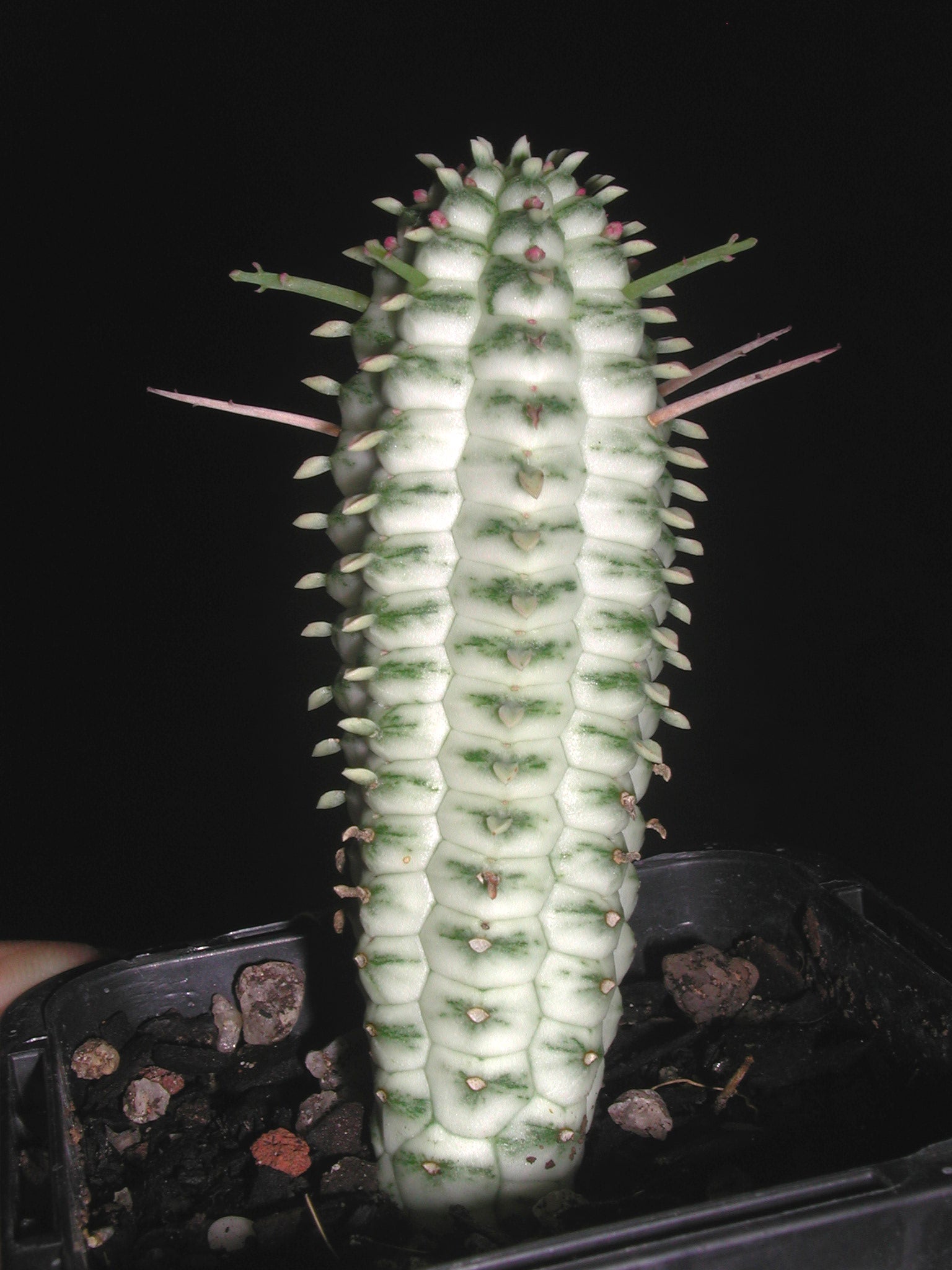 Euphorbia 'Corn Cob' (NOT FOR WA)