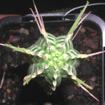 Euphorbia mammillaris 'Corn Cob' - The Unique Monstrose Succulent (WA Prohibited)