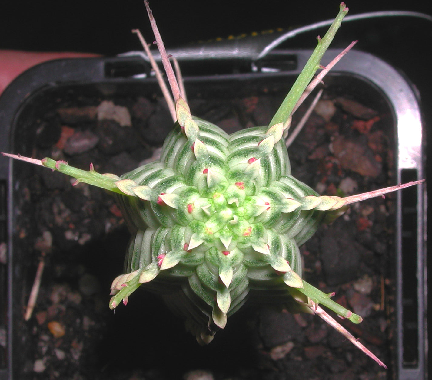 Euphorbia 'Corn Cob' (NOT FOR WA)