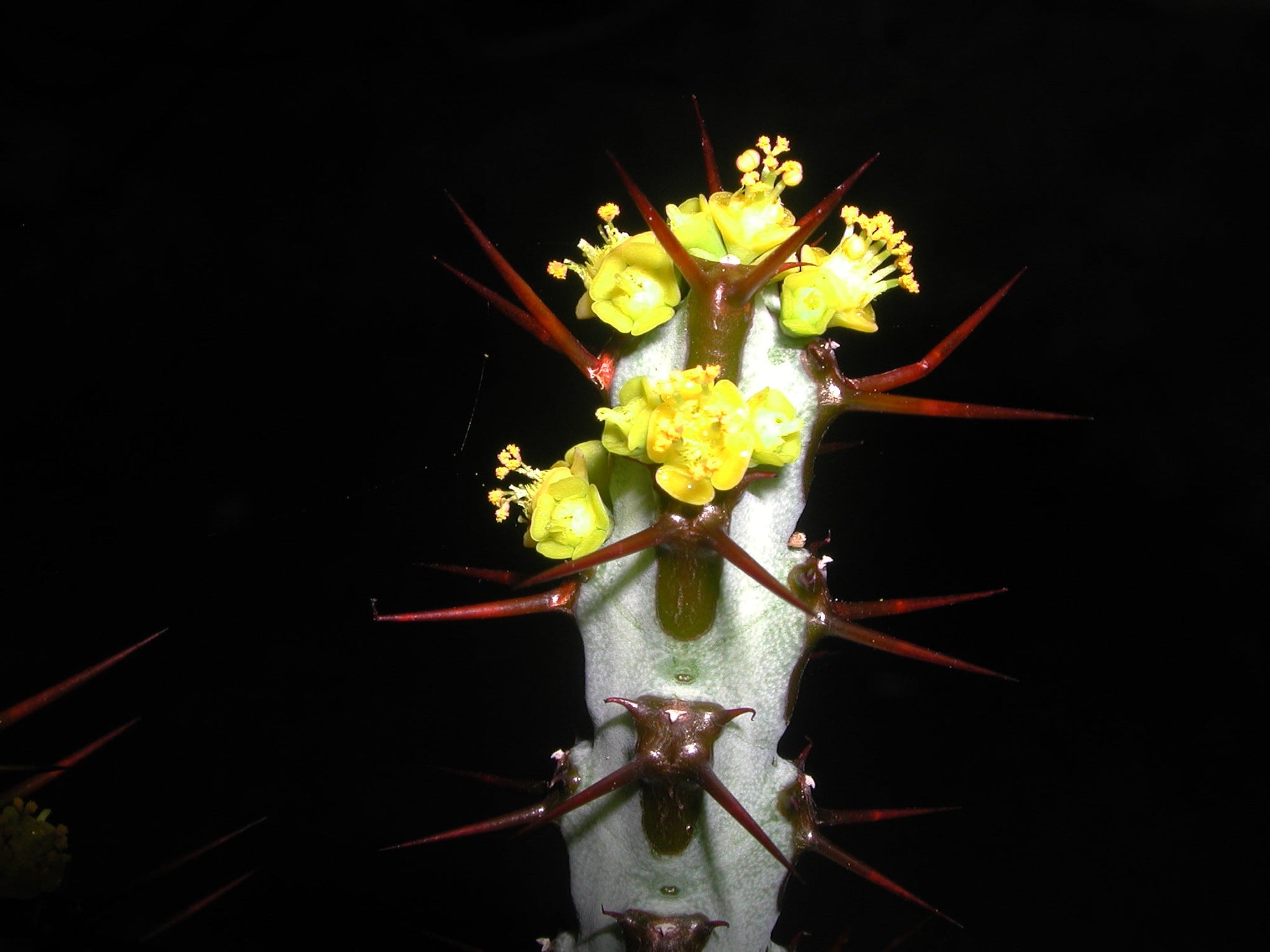 Euphorbia aeruginosa - The Cobalt Starfish