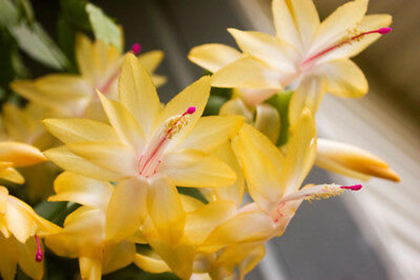 Zygocactus Schlumbergera 'Dutch Yellow' 66mm Pot