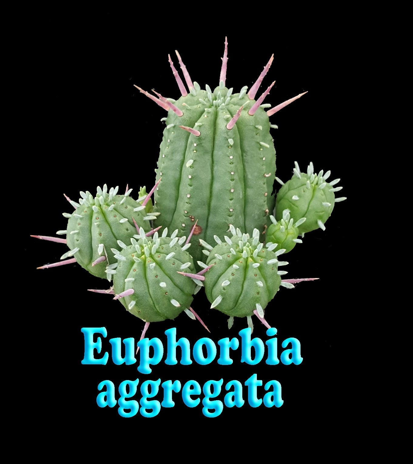 Euphorbia aggregata 66mm Pot (NOT FOR WA)