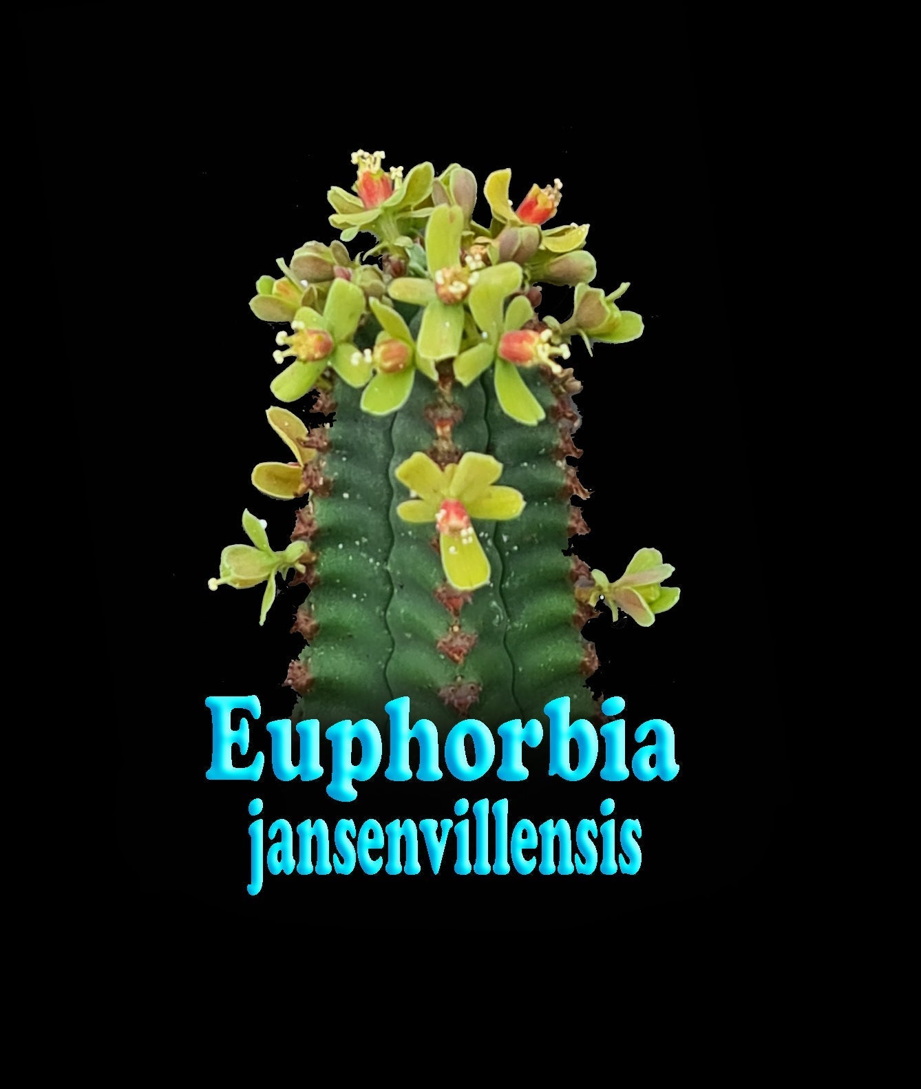 Euphorbia jansenvillensis  (NOT FOR WA)