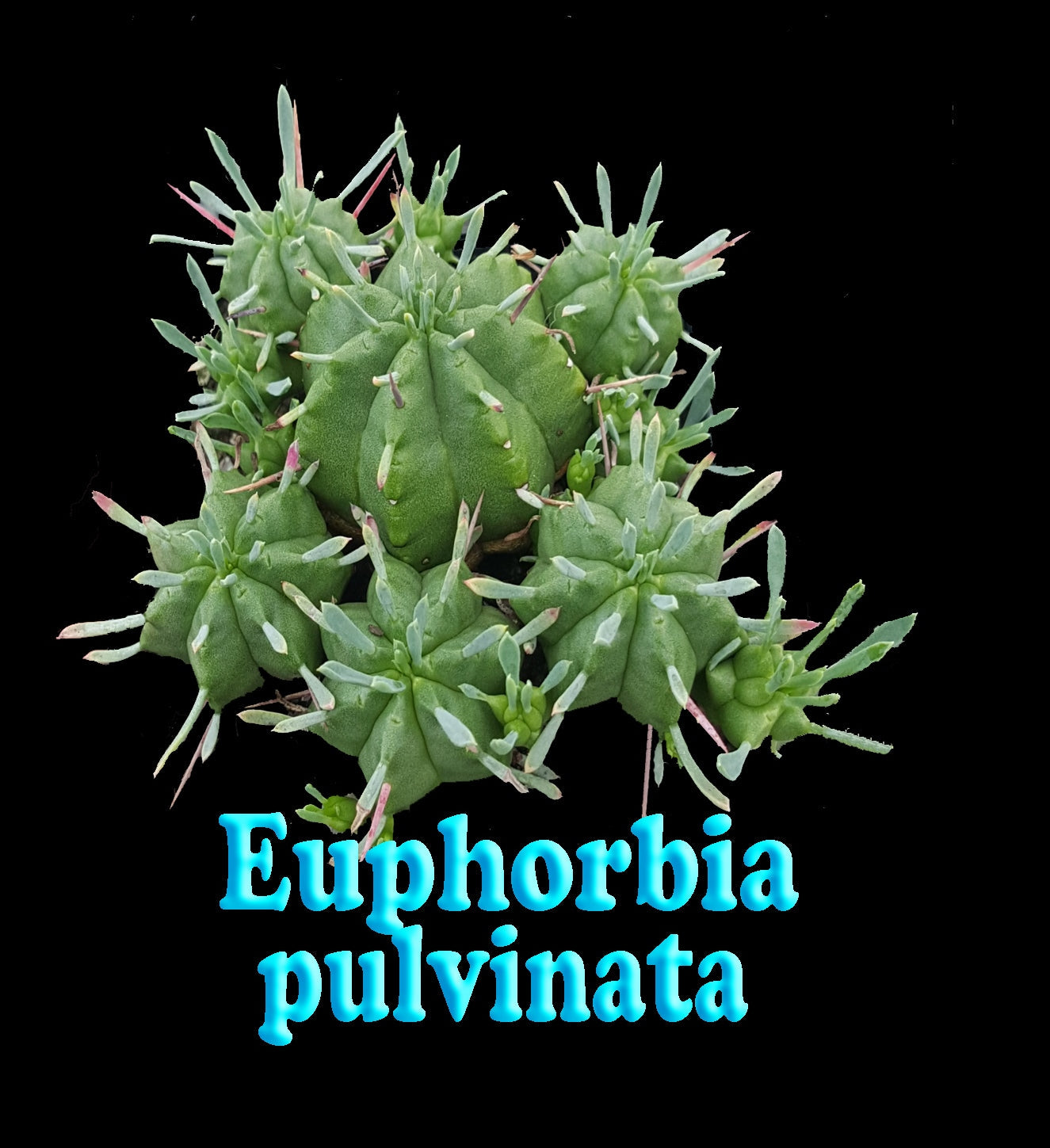 Euphorbia pulvinata (NOT FOR WA)