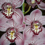 Cymbidium Forest Palace 'Queen Jewel'