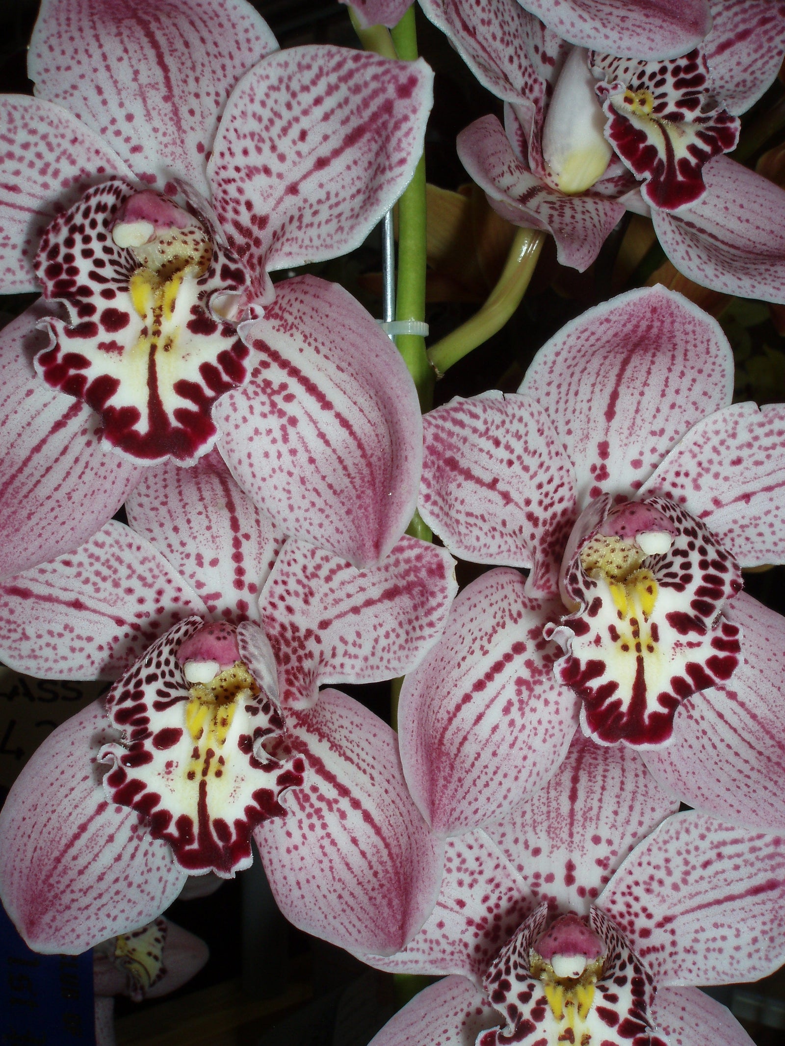 Cymbidium Forest Palace 'Queen Jewel'