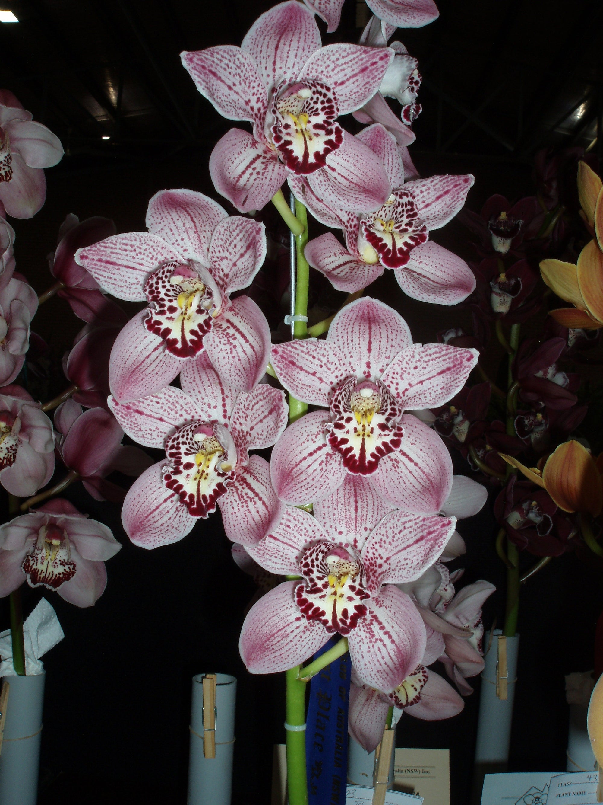 Cymbidium Forest Palace 'Queen Jewel'