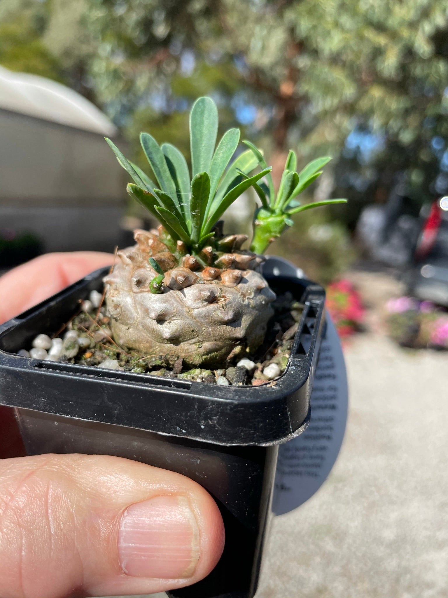 Euphorbia 'Pineapple Head' (NOT FOR WA)