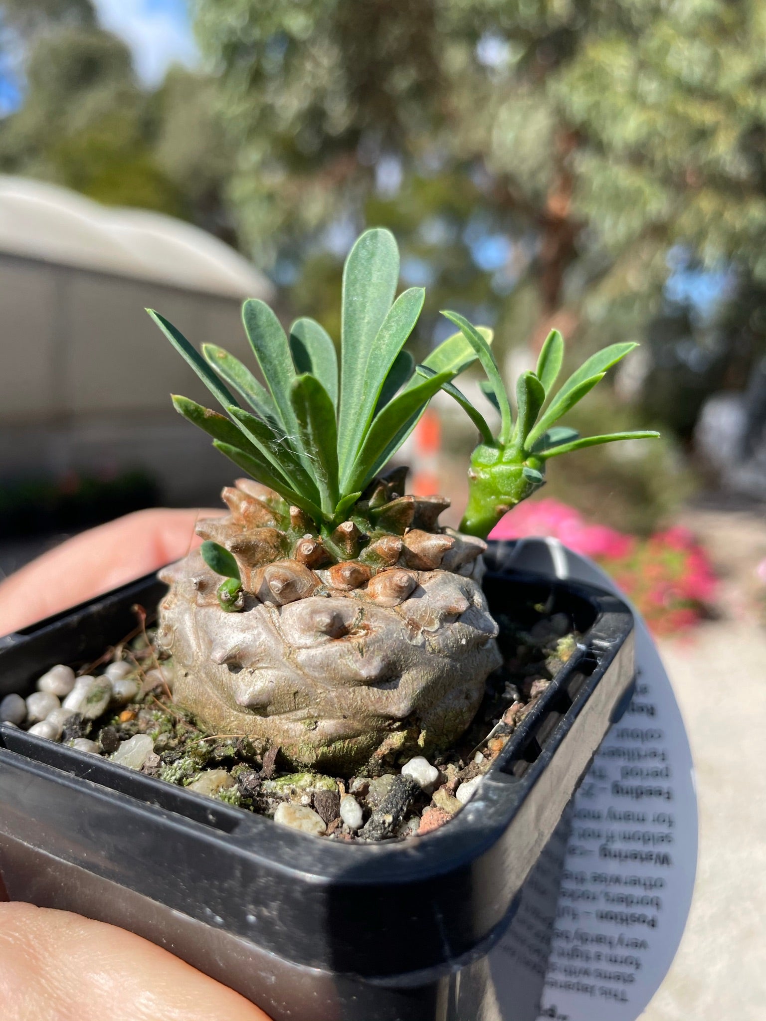 Euphorbia 'Pineapple Head' (NOT FOR WA)