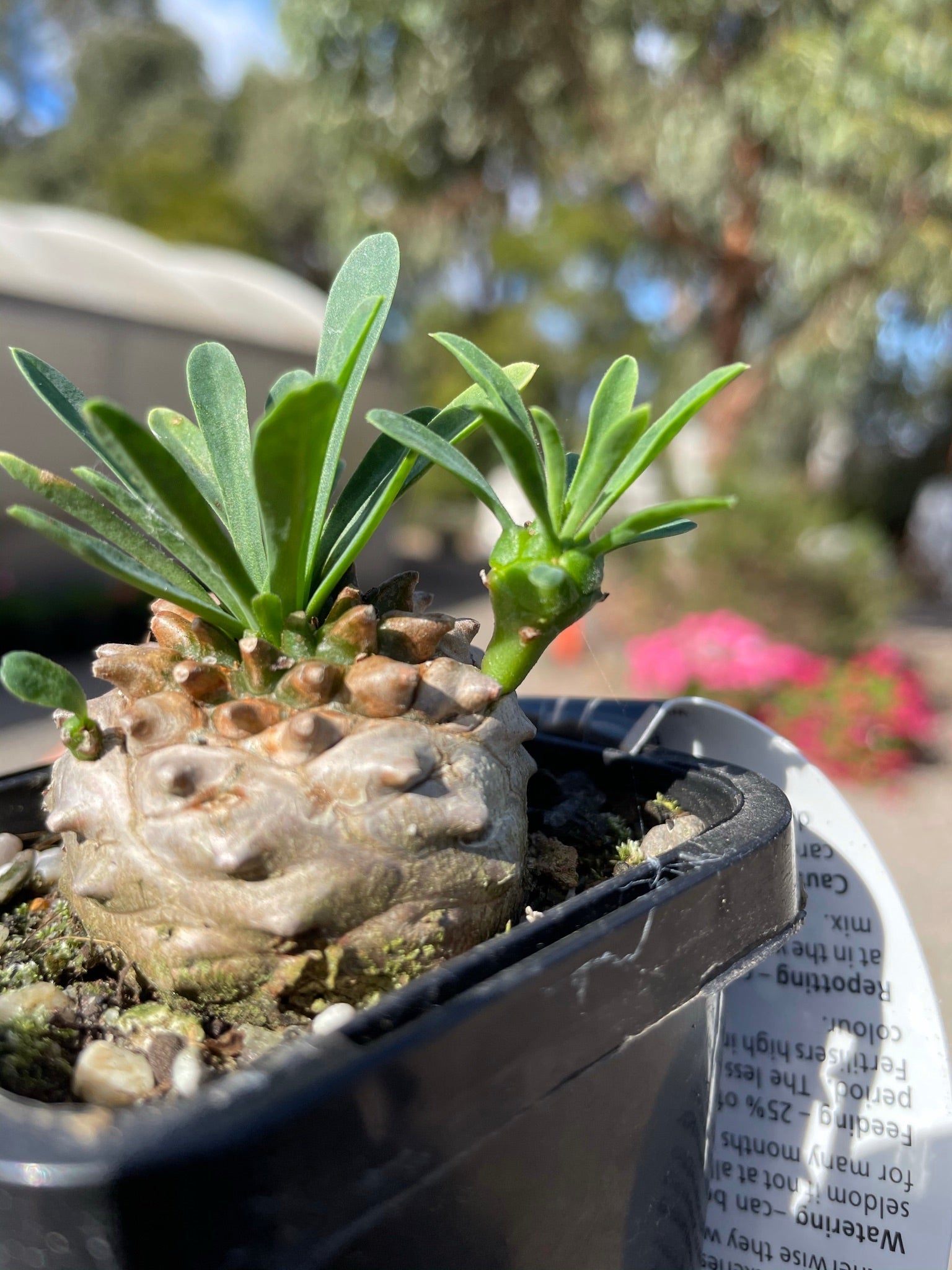 Euphorbia 'Pineapple Head' (NOT FOR WA)