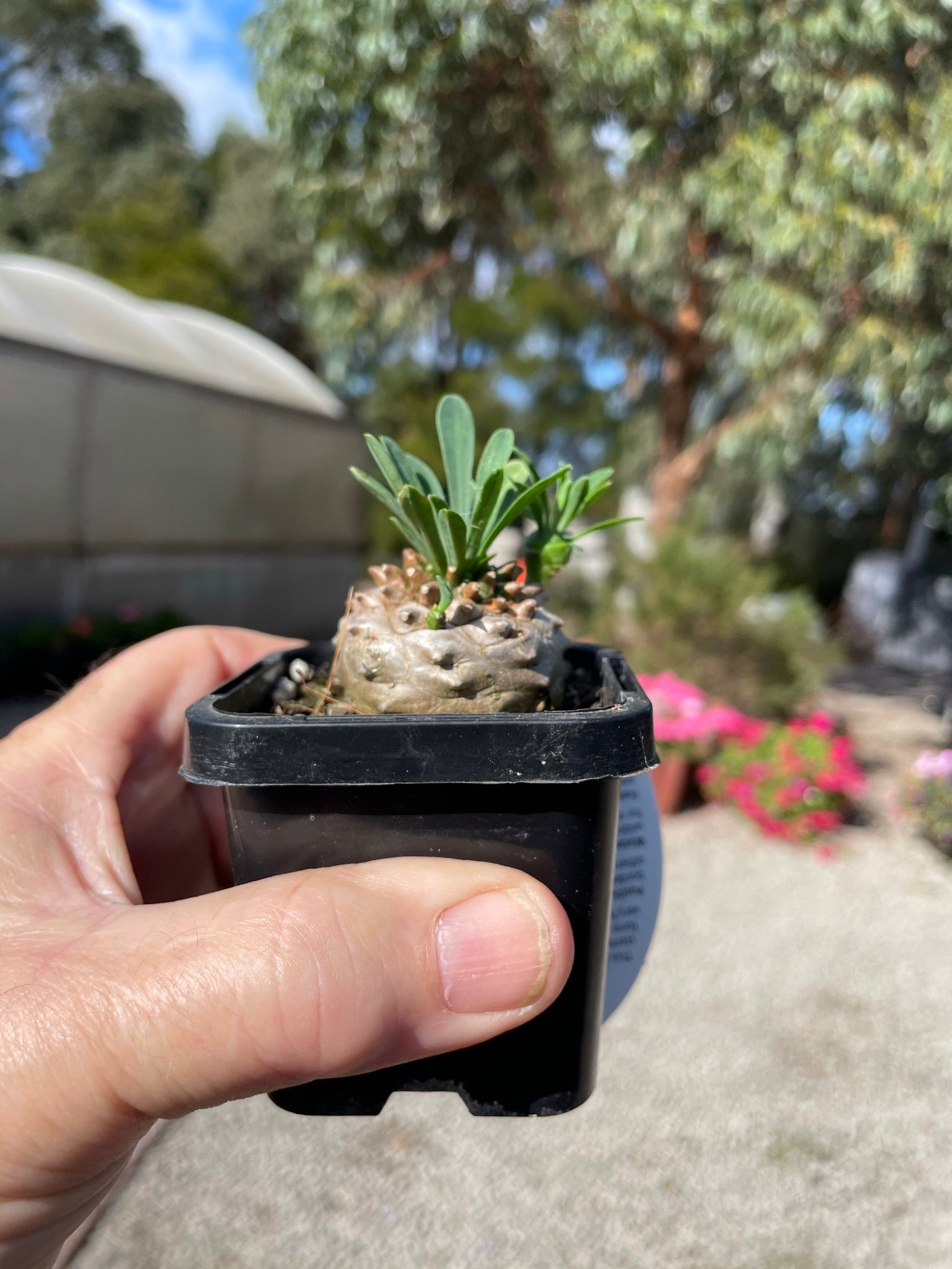 Euphorbia 'Pineapple Head' (NOT FOR WA)