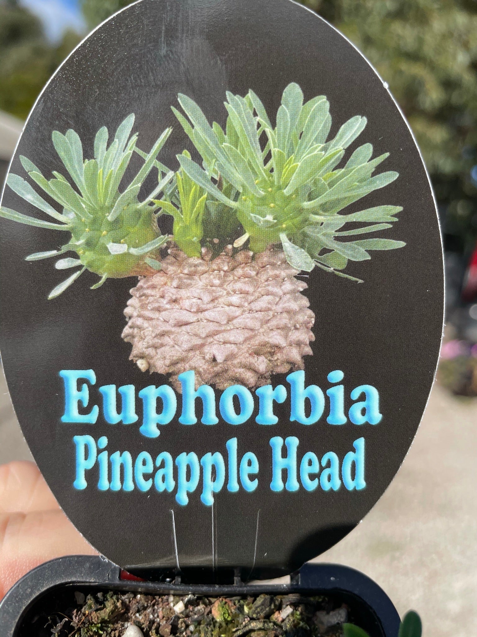 Euphorbia 'Pineapple Head' (NOT FOR WA)