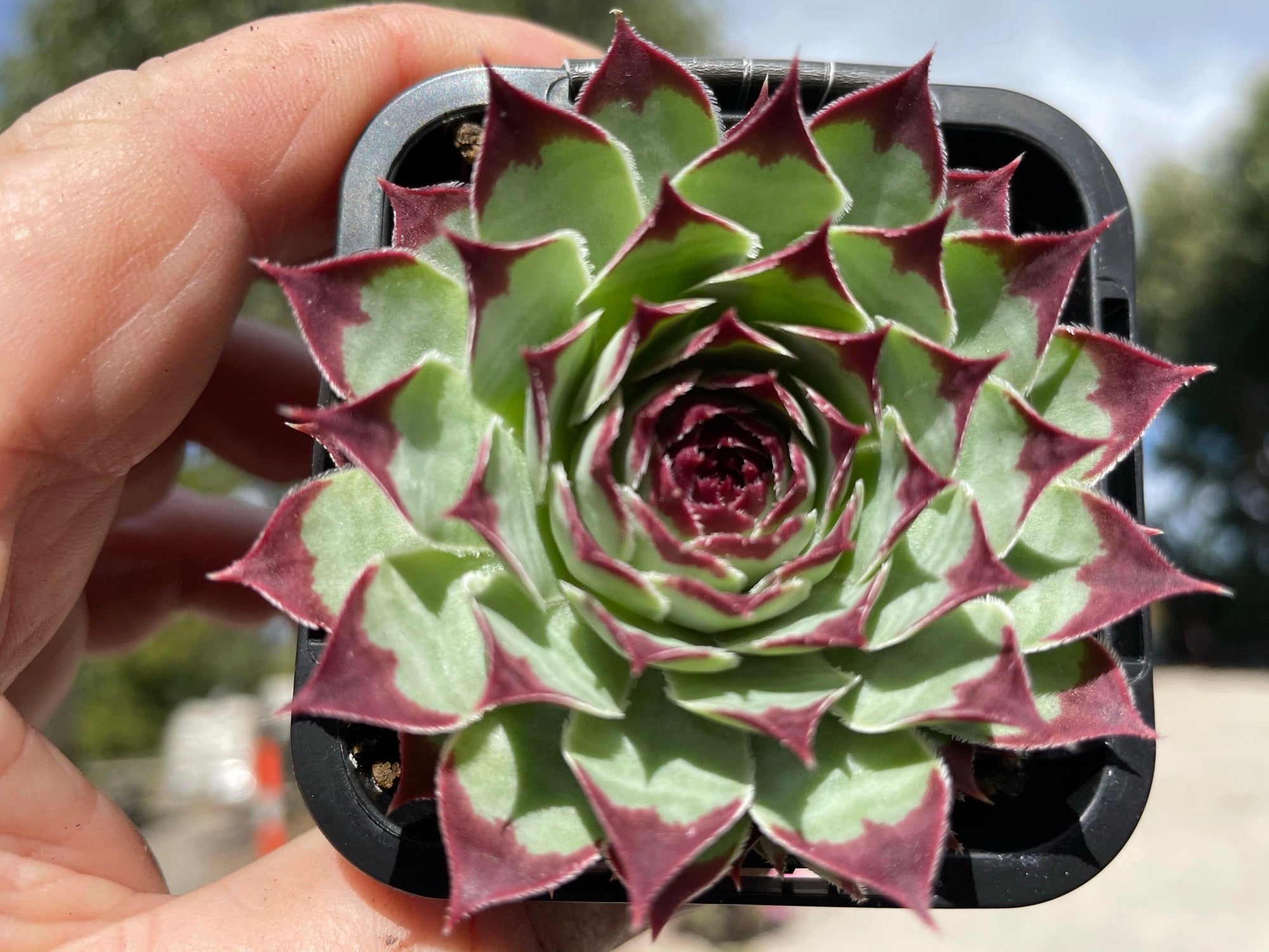 Sempervivum 'Sir William Lawrence'