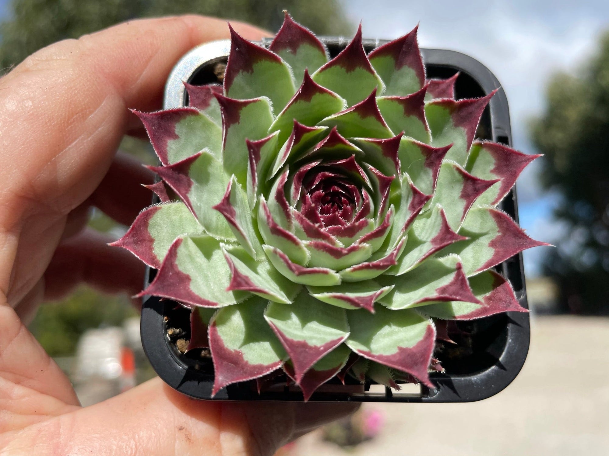 Sempervivum 'Sir William Lawrence'