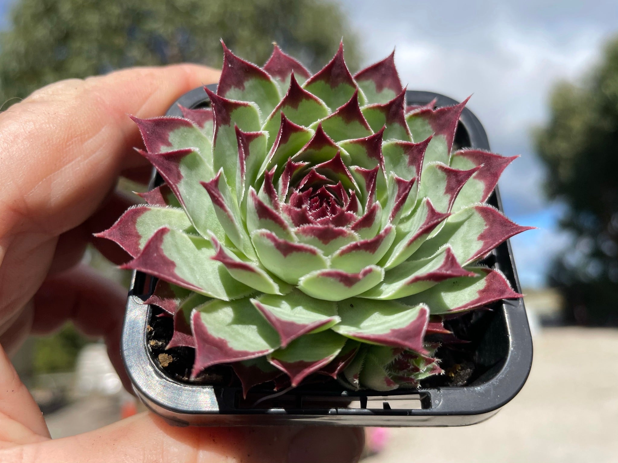 Sempervivum 'Sir William Lawrence'