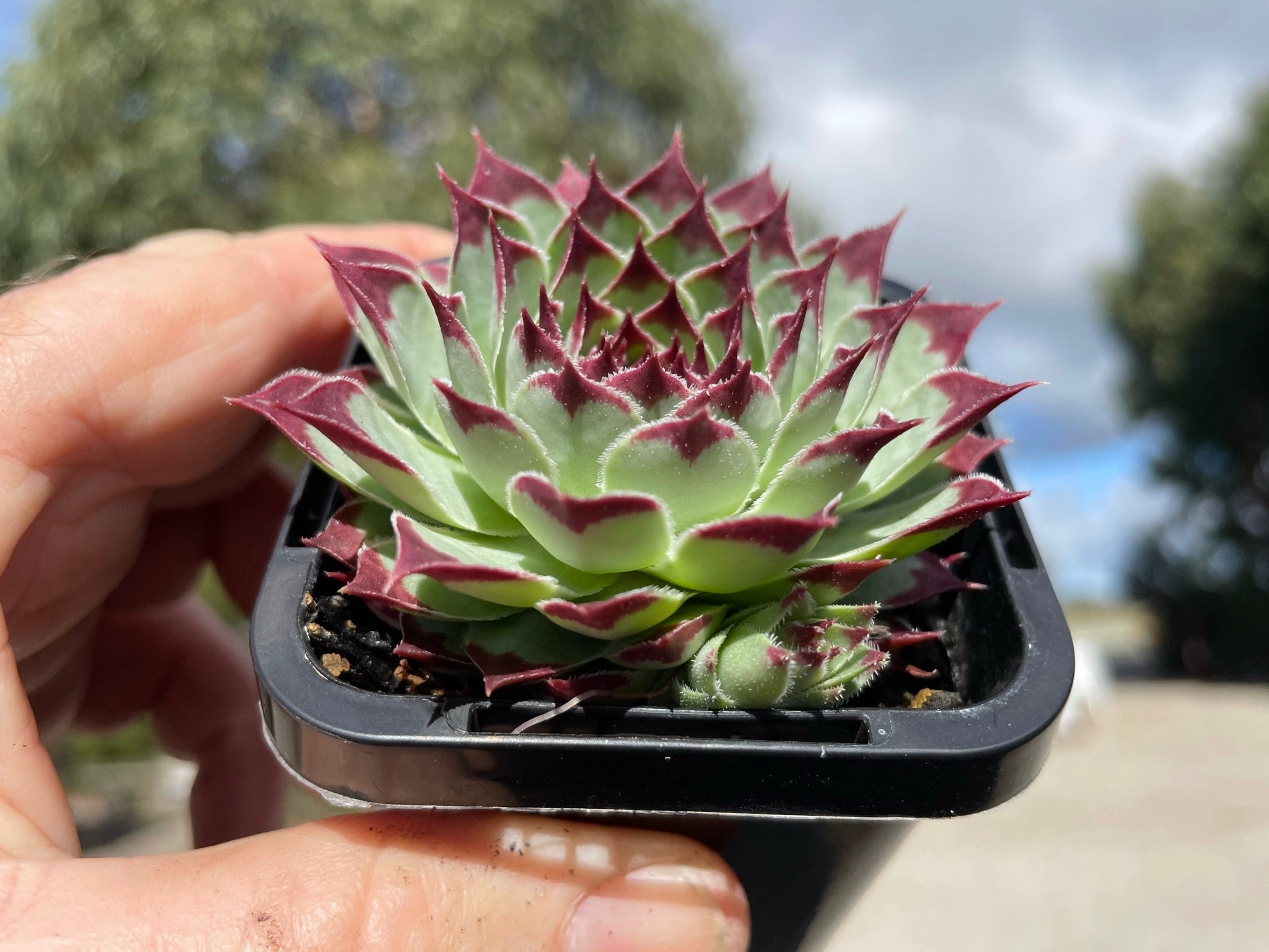 Sempervivum 'Sir William Lawrence'