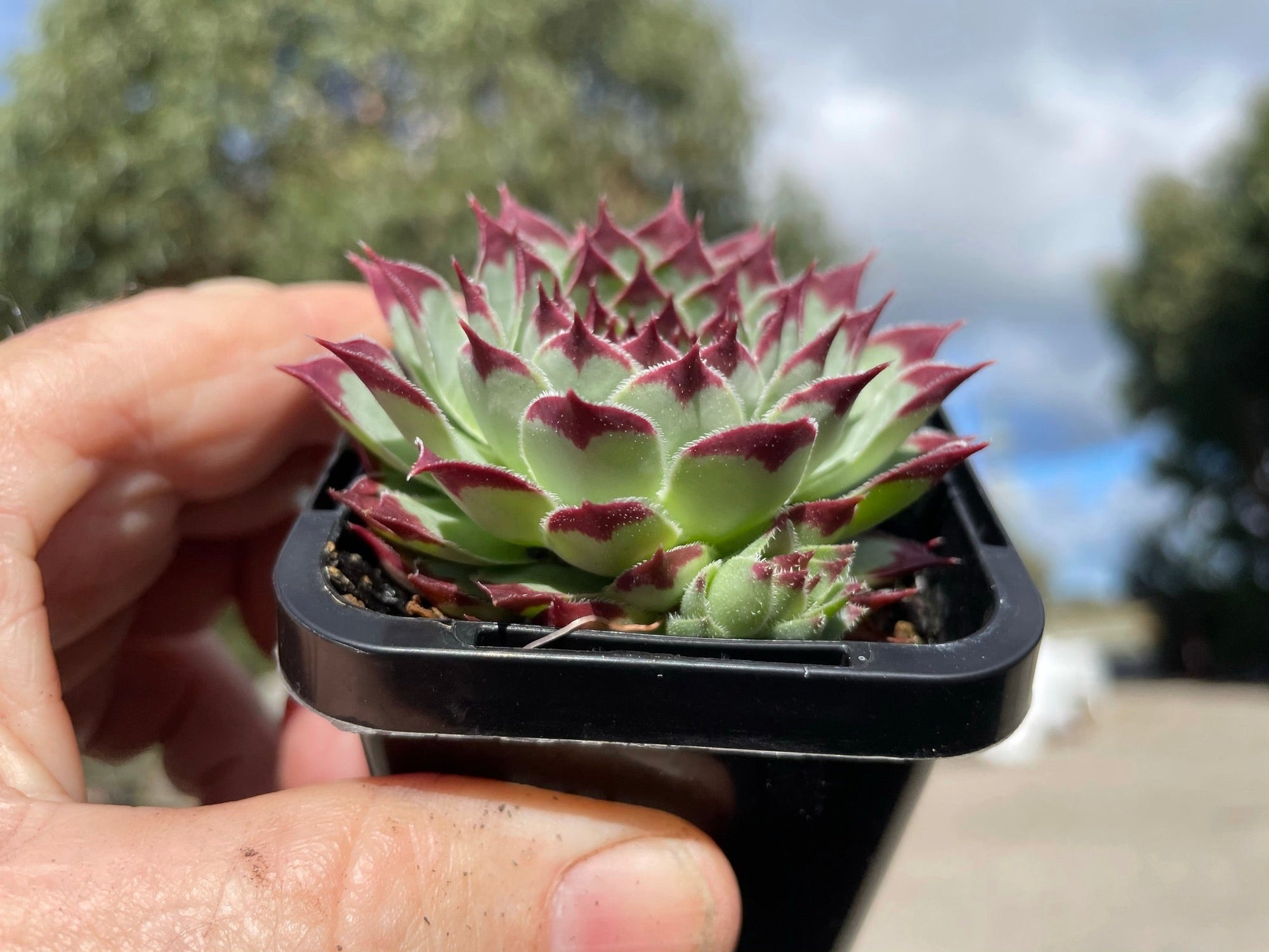 Sempervivum 'Sir William Lawrence'