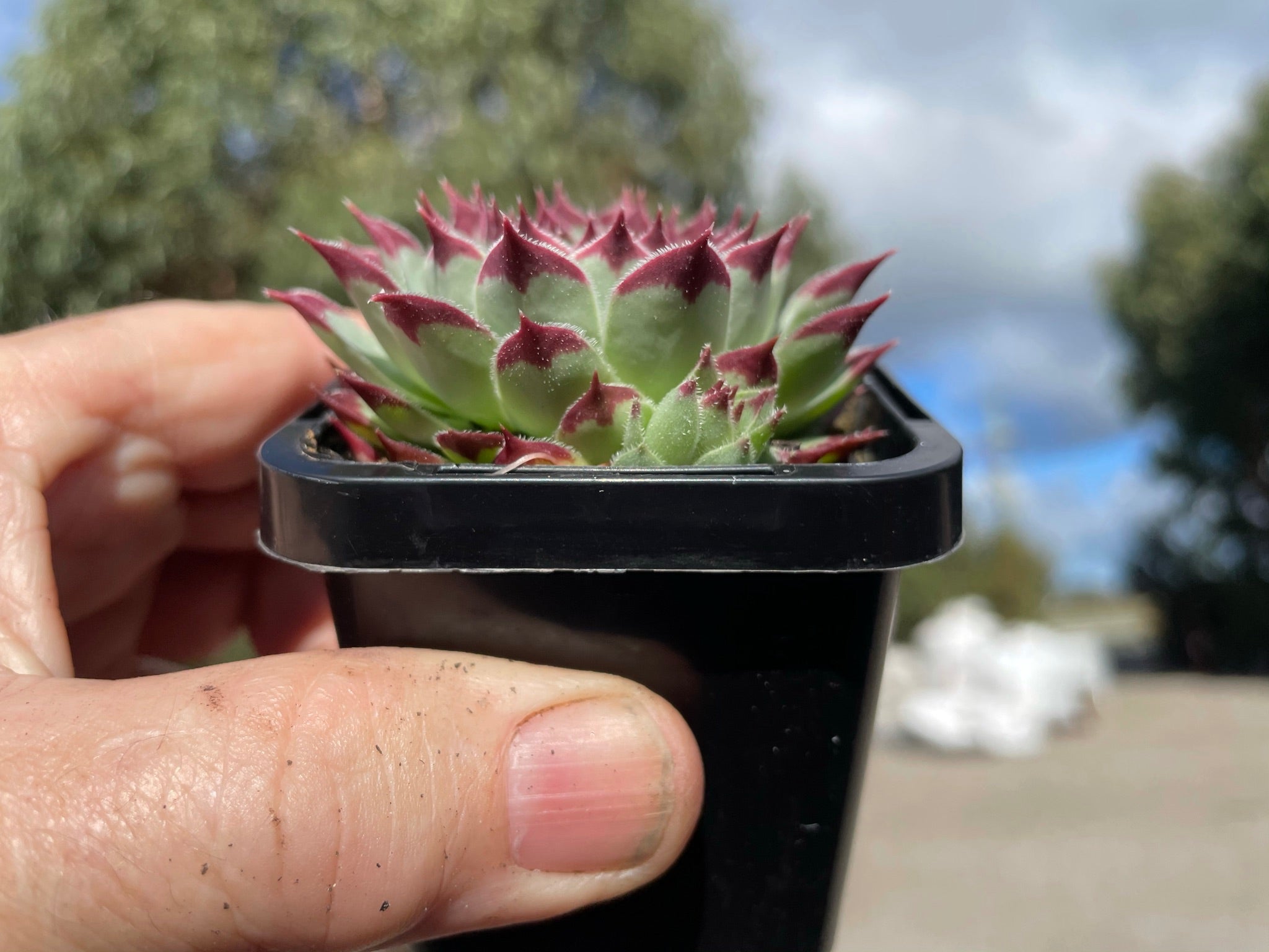 Sempervivum 'Sir William Lawrence'