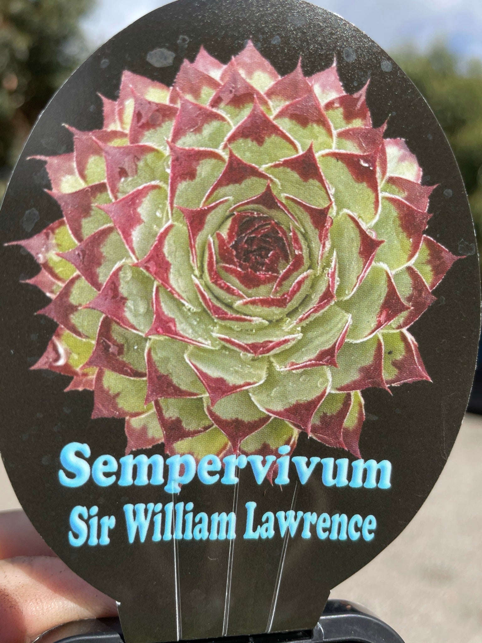 Sempervivum 'Sir William Lawrence'